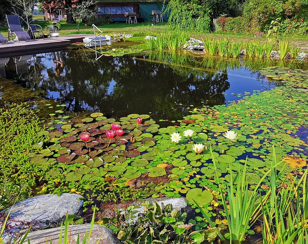 Teichpflanzen