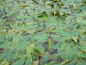 Preview: Potamogeton natans - schwimmendes Laichkraut