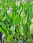 Preview: Alisma plantago - Froschlöffel