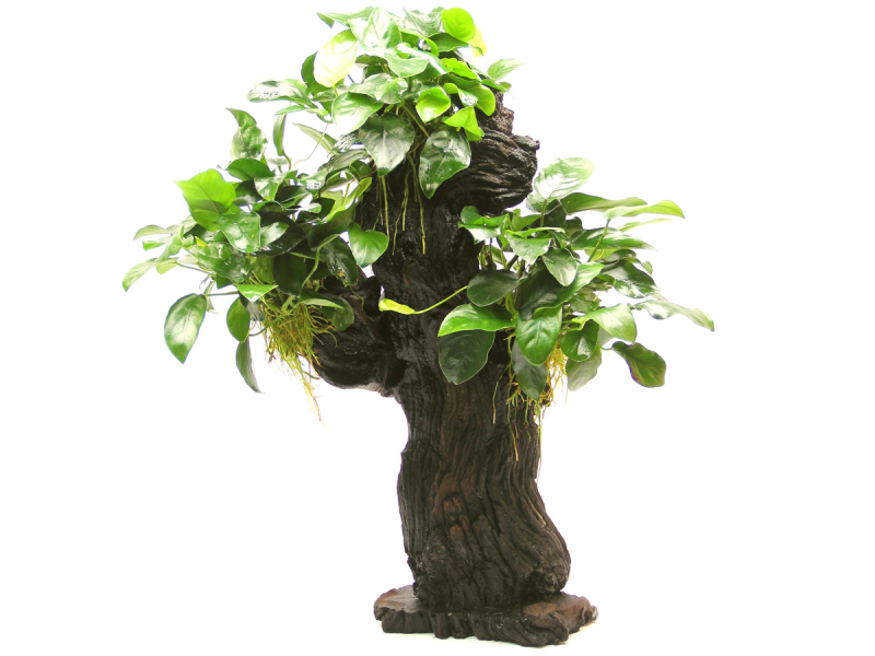 Zwergspeerblatt auf Mbuna