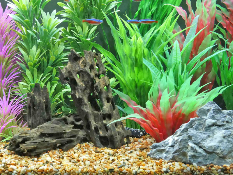 Preview: Caruqa-Wurzel für Aquarien und Teiche 2