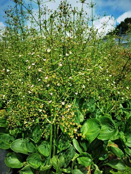 Preview: Rosettenfroschlöffel