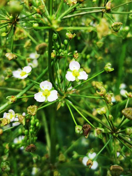Preview: Blüte des Froschlöffels