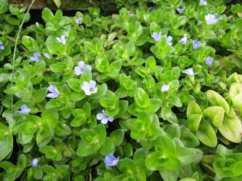 Preview: Bacopa caroliniana - Fettblatt