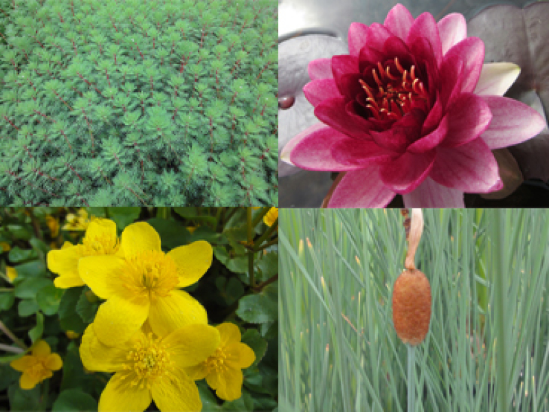 H2O Wasserpflanzen Basic Sortiment