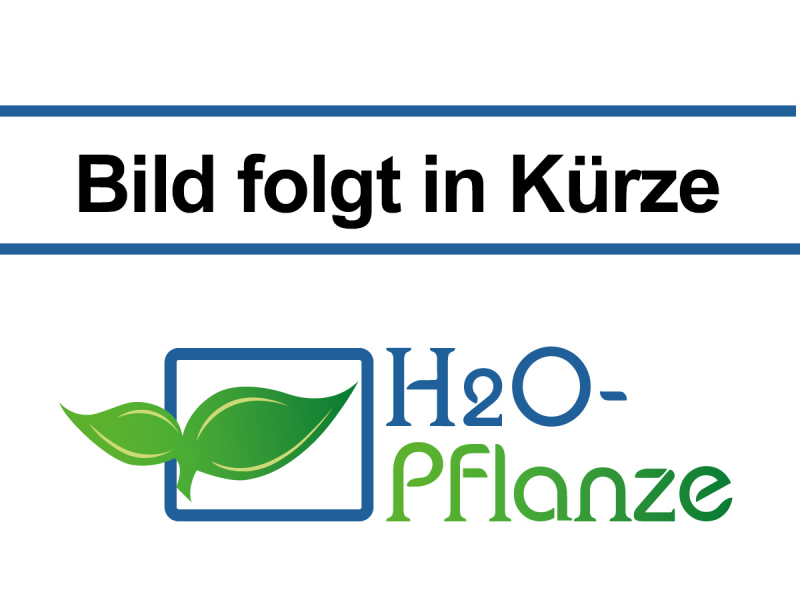 Zwerg-Seerose - pygmaea Alba