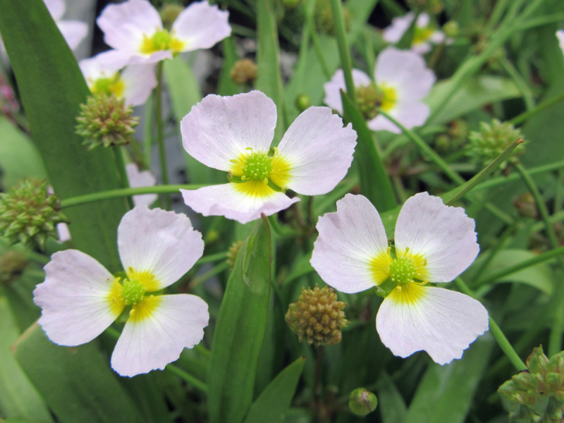 Igelschlauch - Baldellia ranunculoides