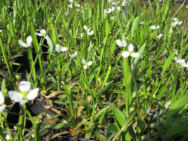 Preview: Igelschlauch - Baldellia ranunculoides