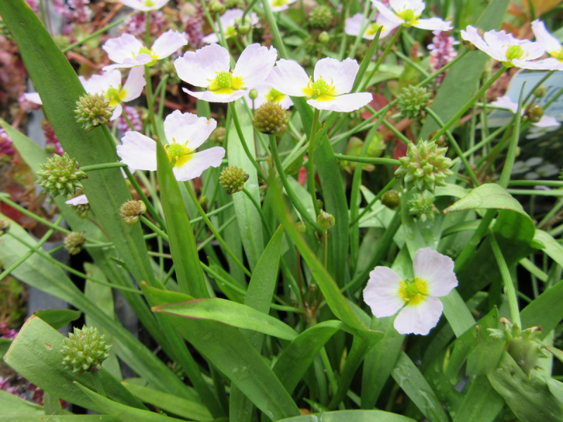 Preview: Igelschlauch - Baldellia ranunculoides