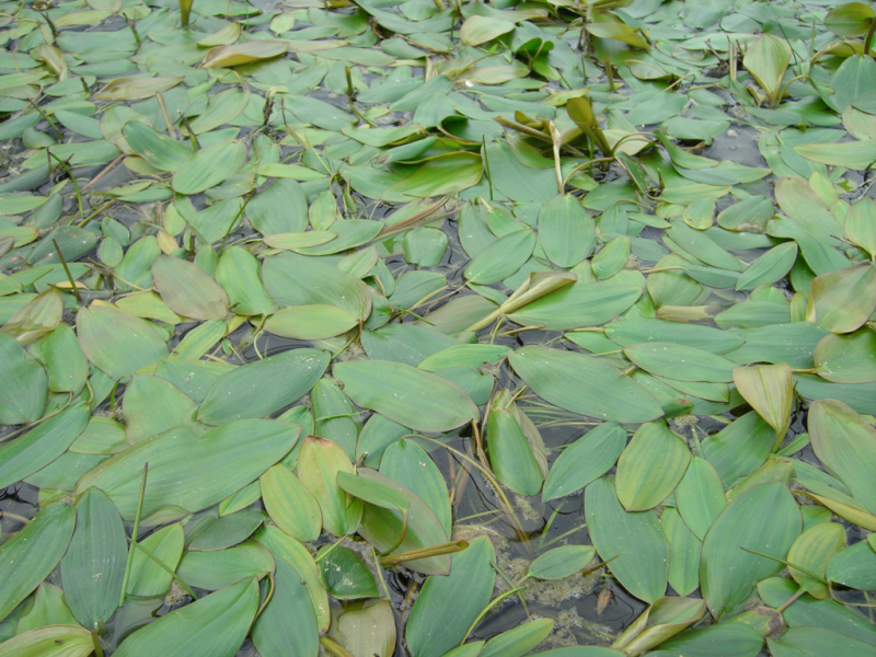 Potamogeton natans - schwimmendes Laichkraut