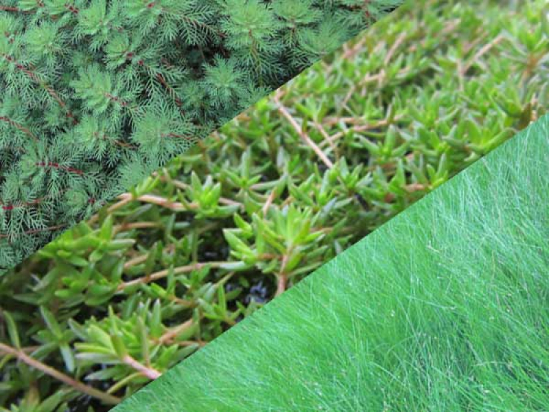 Sauerstoffpflanzen Komplett-Set