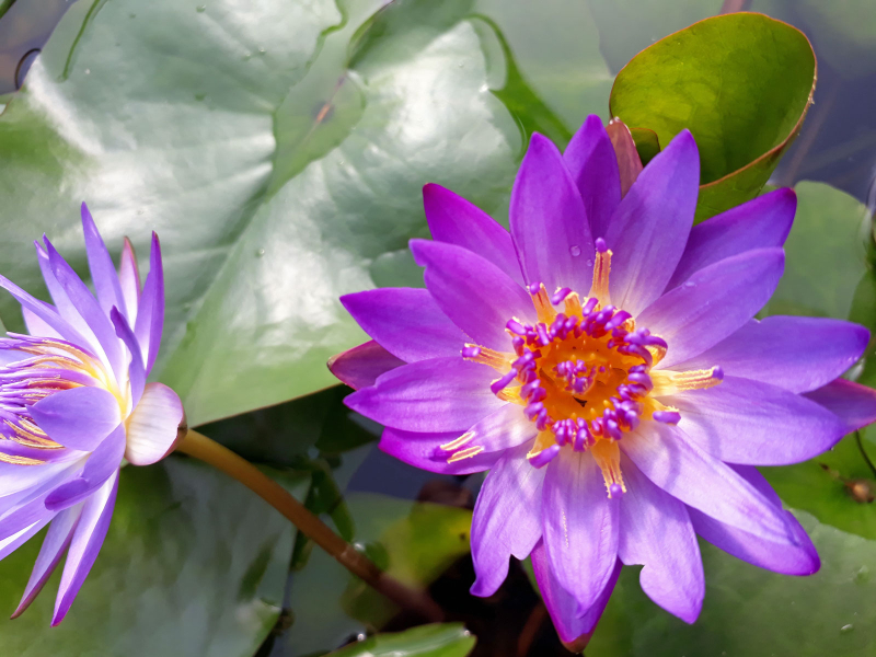 Preview: blaue Seerose