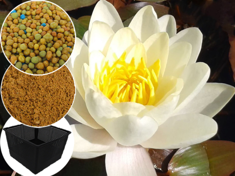 Seerosen Komplett-Set