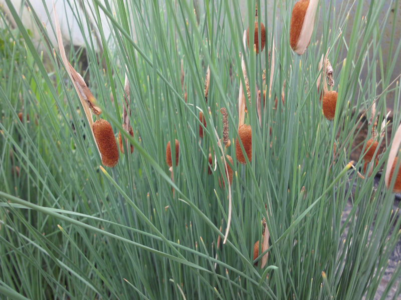 Preview: Zwergrohrkolben XXL