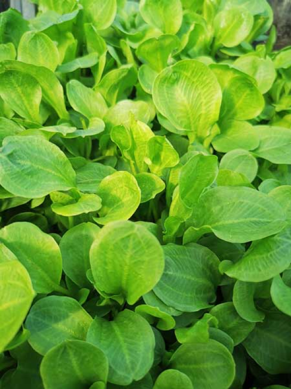 Blätter des Rosettenfroschlöffels