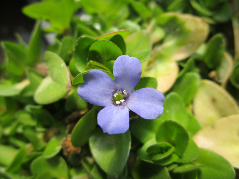 Bacopa caroliniana - Fettblatt