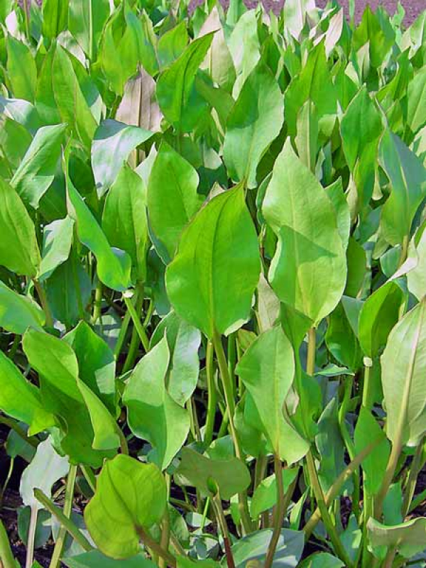 Alisma plantago - Froschlöffel