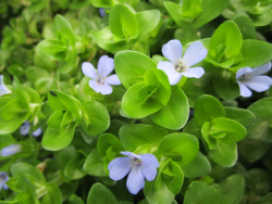 Bacopa caroliniana - Fettblatt