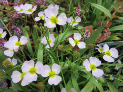 Igelschlauch - Baldellia ranunculoides